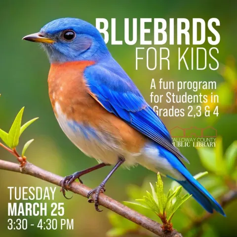 Bluebirds for Kids