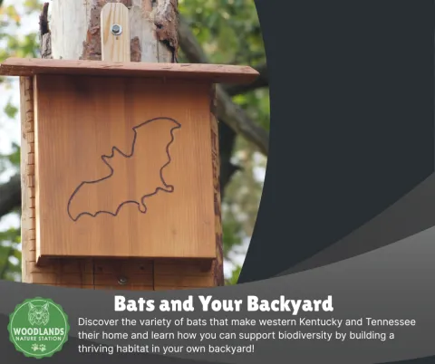 Photos of a wooden bat box with the outline of a bat.  Text describing the program.