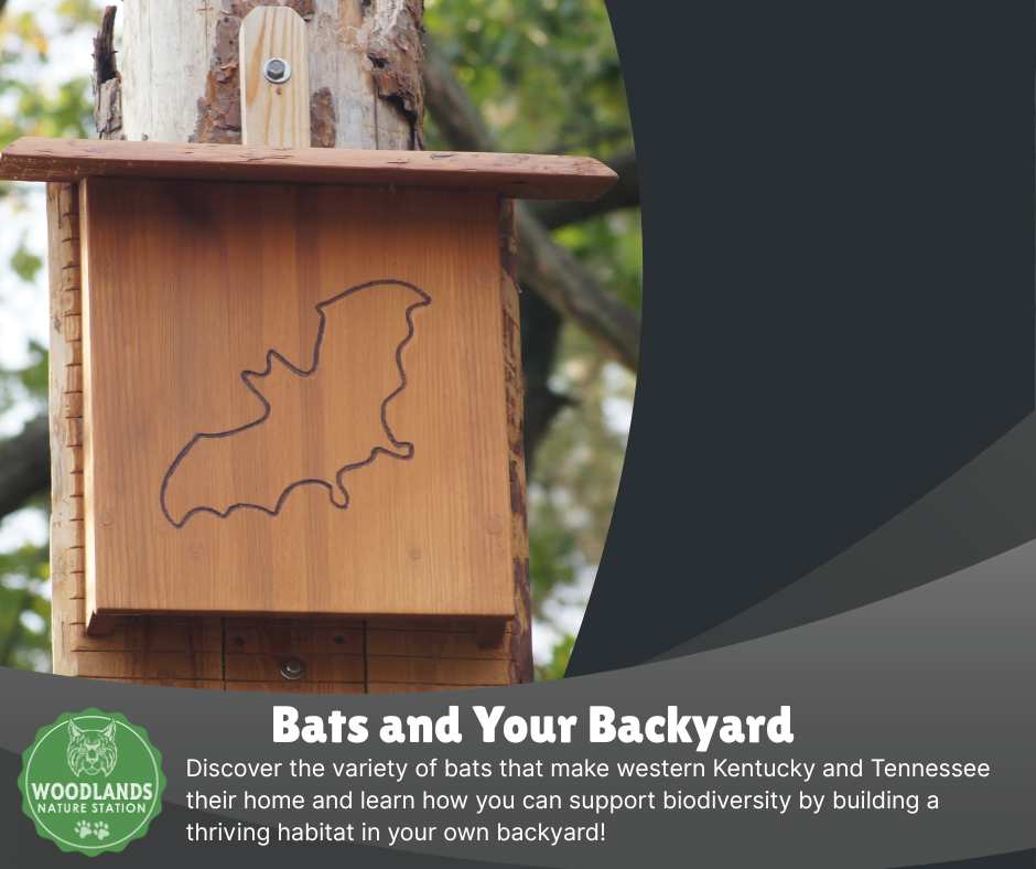 Photos of a wooden bat box with the outline of a bat.  Text describing the program.